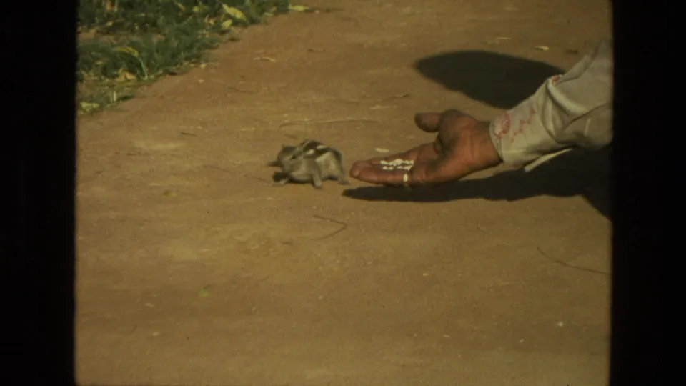 1974 India 8mm frame of a chipmunk beside an open palm with food, shot in warm sunlight on a dusty path.