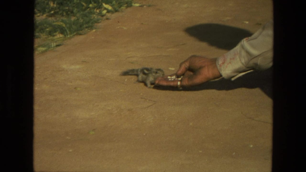 Small striped rodent near an outstretched hand with food on a dusty path.
