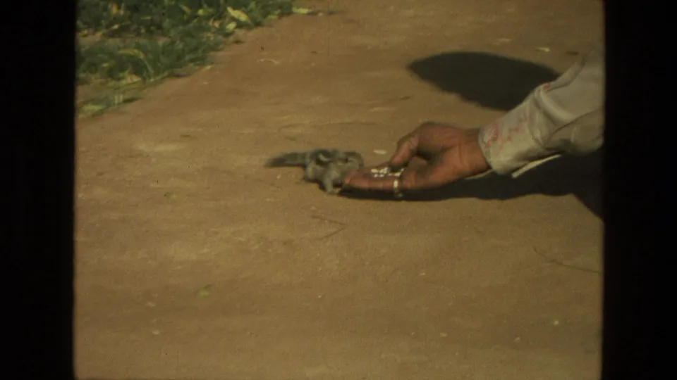 In 1974 India 8mm footage, a small striped rodent approaches food offered from a man's hand on a dusty path.