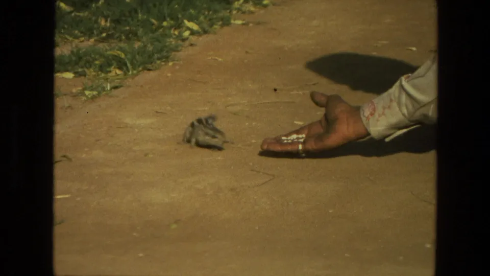 A small striped rodent pauses near an open hand with food in 1974 India home-movie footage.