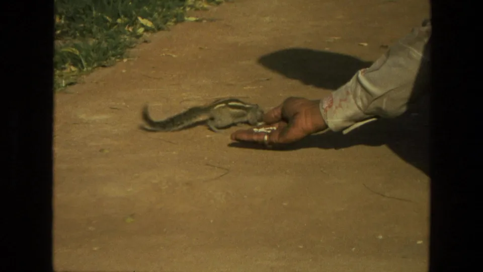 The striped rodent stretches forward toward the man's hand during a close 1974 India 8mm feeding moment.