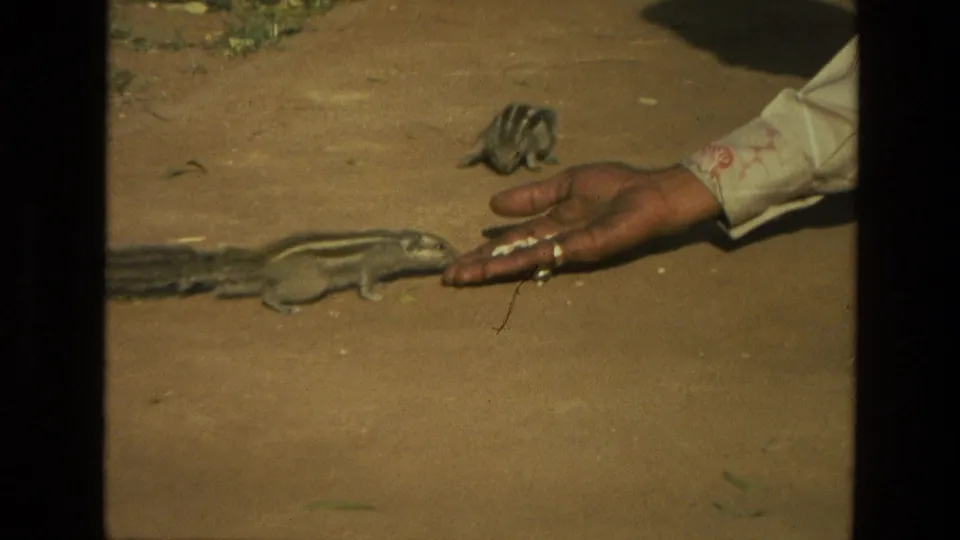 A striped rodent feeds beside the man's hand, with another small rodent visible in the background of the 1974 India footage.