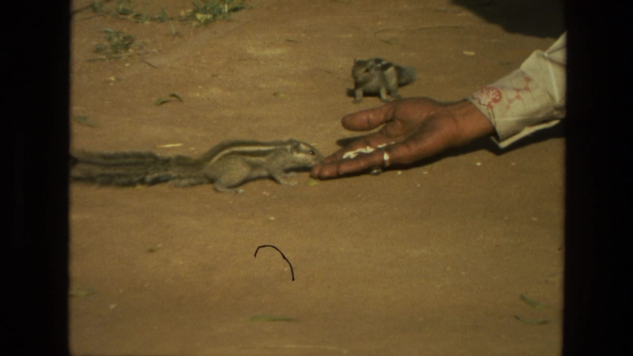Striped squirrel approaches food in an outstretched hand on dusty ground.