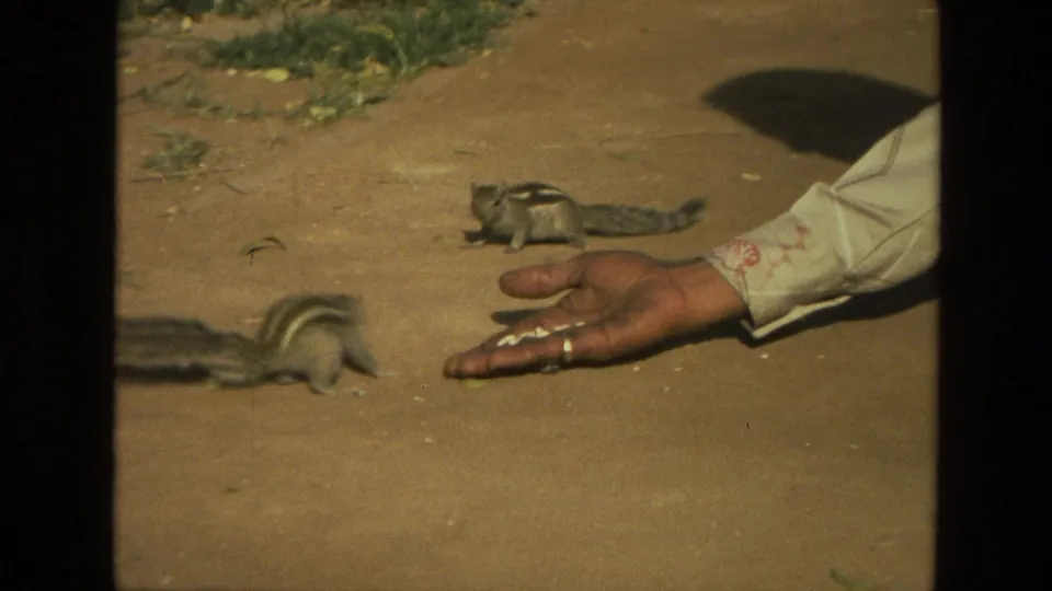 Two striped squirrels appear near an outstretched hand with food in this 1974 India 8mm home-movie frame.