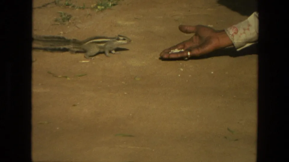 A striped squirrel scurries beside a person's open palm with food, framed in warm 8mm color in India, 1974.