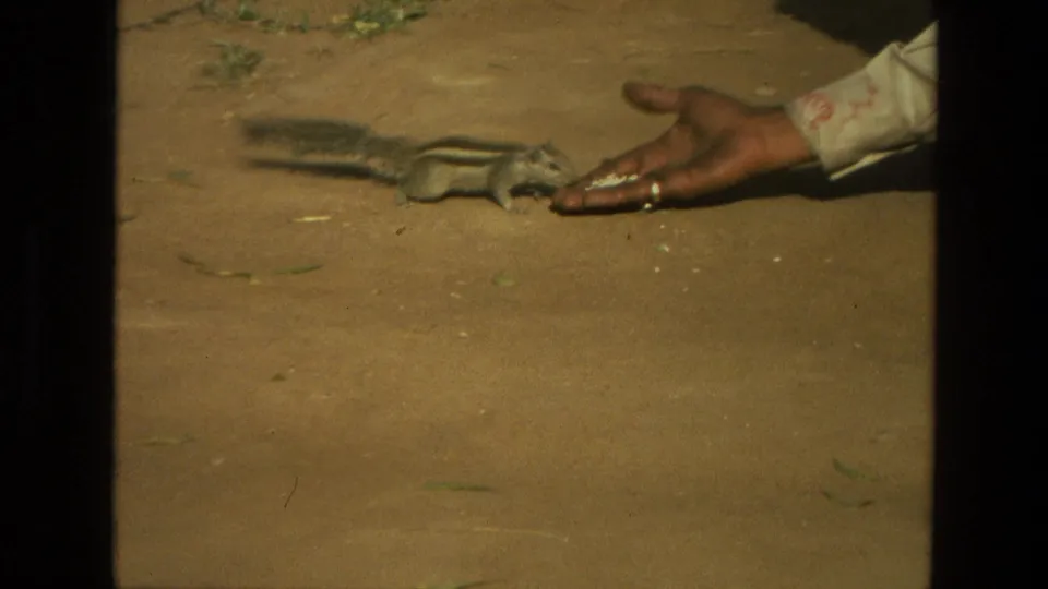The squirrel reaches the offered food in a person's palm on dusty ground in this 1974 India home-movie still.