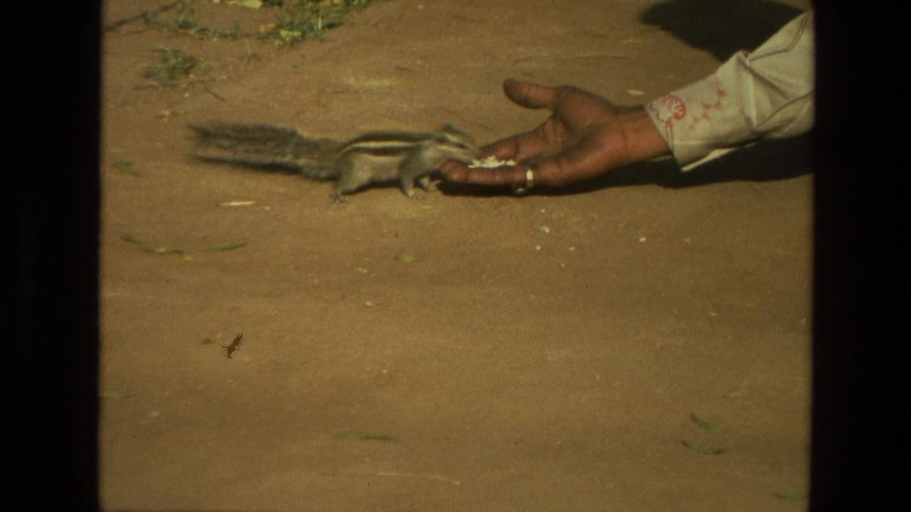 Striped chipmunk-like rodent eating from a person's open hand on pavement near grass.