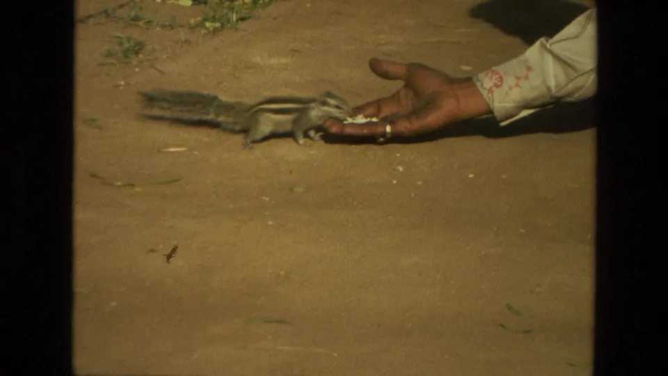 In 1974 India 8mm footage, a small striped rodent leans toward seeds in a person's outstretched palm on sunlit pavement.