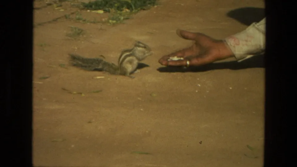 The striped chipmunk-like animal sits upright on pavement in 1974 India footage, facing a person's open palm with seeds.