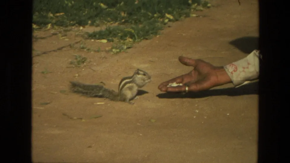 A small striped rodent stands close to a person's hand with seeds on sunlit pavement, with grass visible behind it.