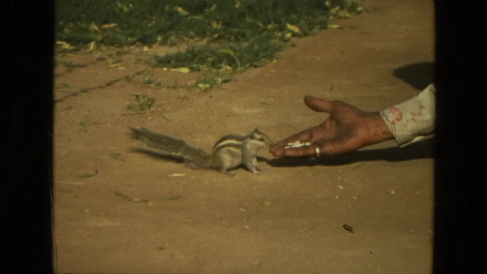 The rodent reaches the person's palm and appears to nibble seeds in this brief 1974 India home-movie frame.