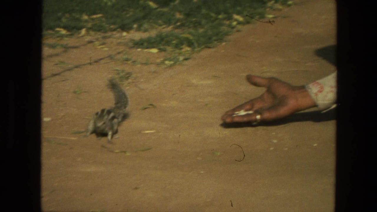 Small striped squirrel approaches food held in an outstretched hand on a dusty path.