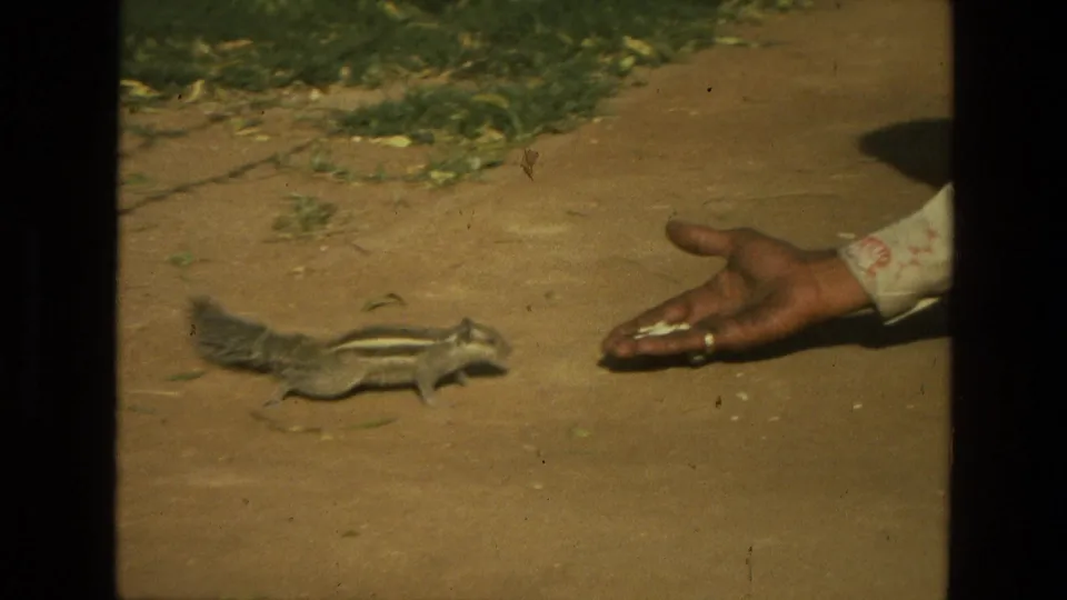 The squirrel pauses near a ringed hand holding food, with grass and a dusty path visible in the 1974 India home-movie frame.