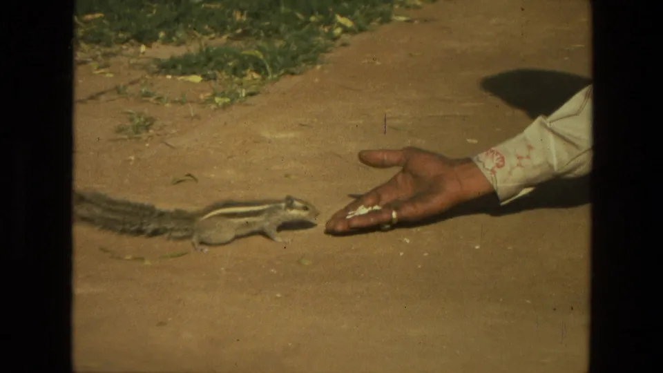 A small striped squirrel reaches the food held near the ground by a person in patterned clothing, in 1974 India 8mm footage.