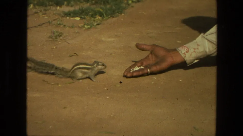 The striped squirrel stays beside the outstretched hand with food, framed by warm 8mm color and a dusty outdoor setting in India.