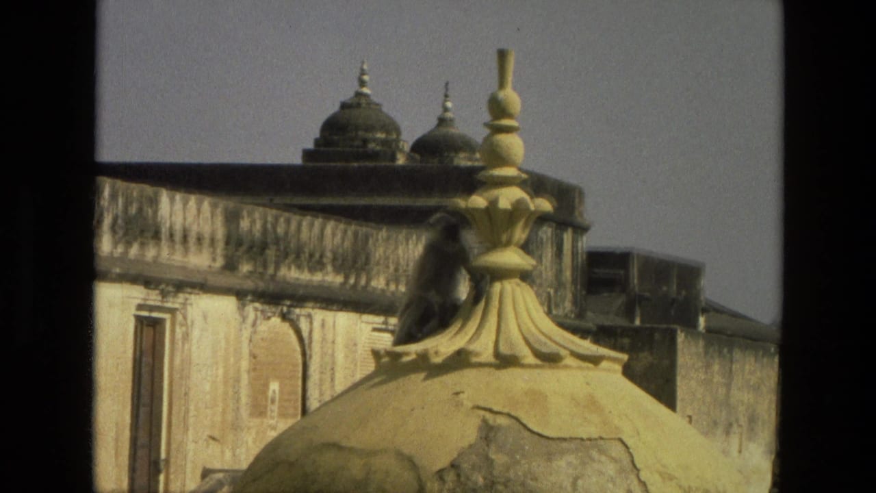 A langur sits beside an ornate yellow roof finial, with domed rooftops and weathered architecture visible in the background.
