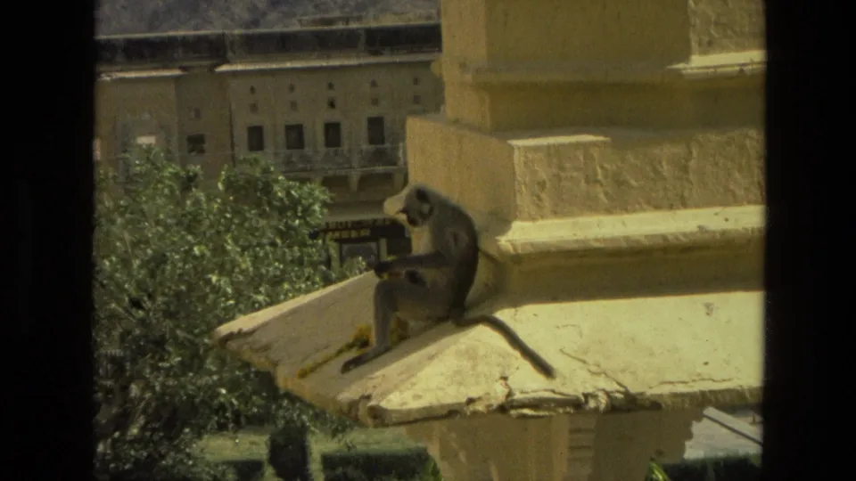 1974 India 8mm close view of a monkey holding an object while seated on a pale roof ledge, with foliage and architectural details behind it.