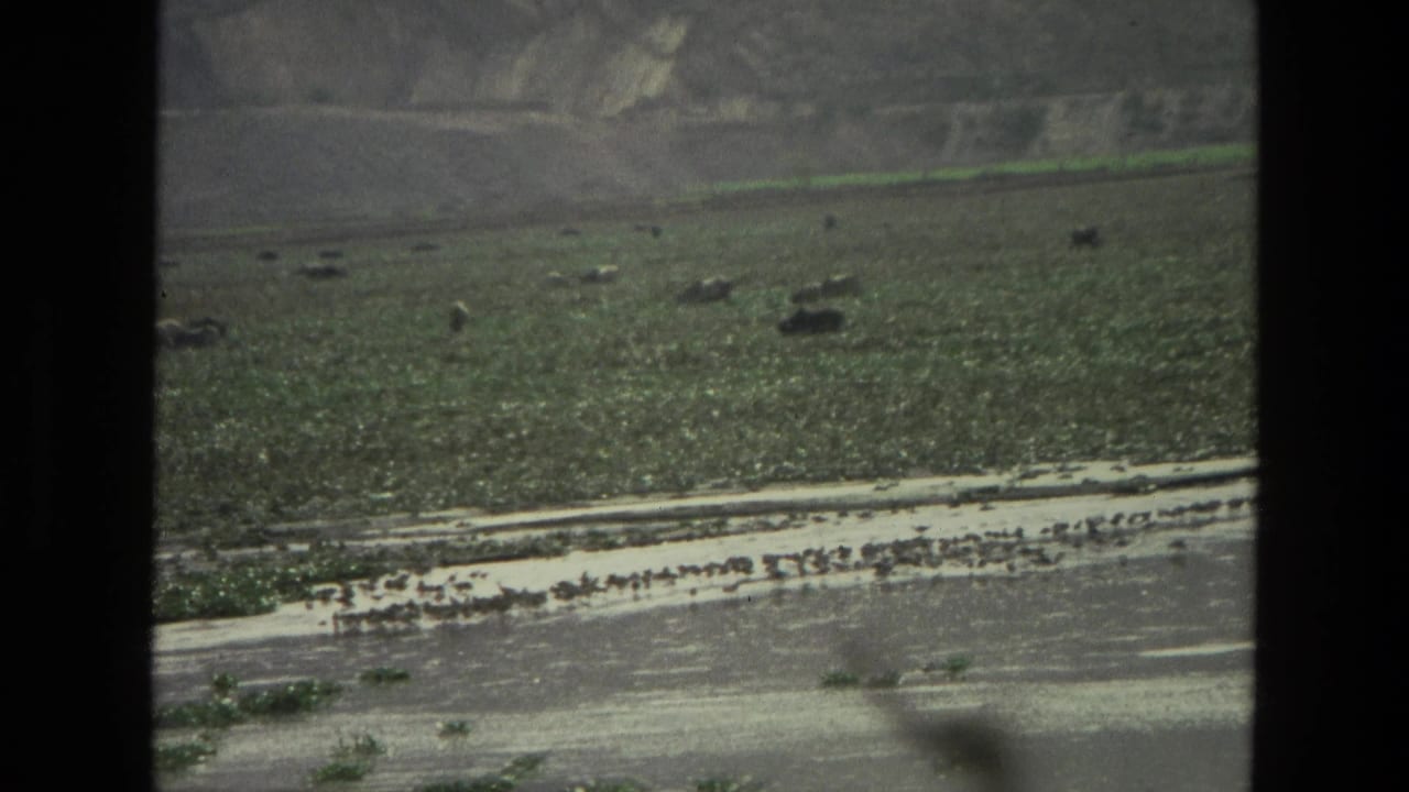 Green river valley with a pale water channel and a line of birds near the far bank.