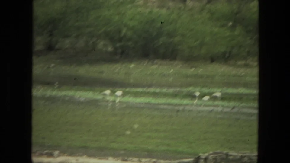 1974 India 8mm frame showing pale wading birds in shallow water below a green bank and brushy background.