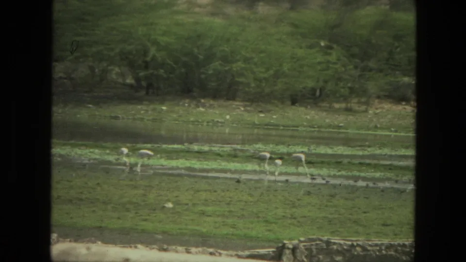 1974 India 8mm frame of wading birds along a shallow river, with green banks, brush, and a low stone edge in the foreground.