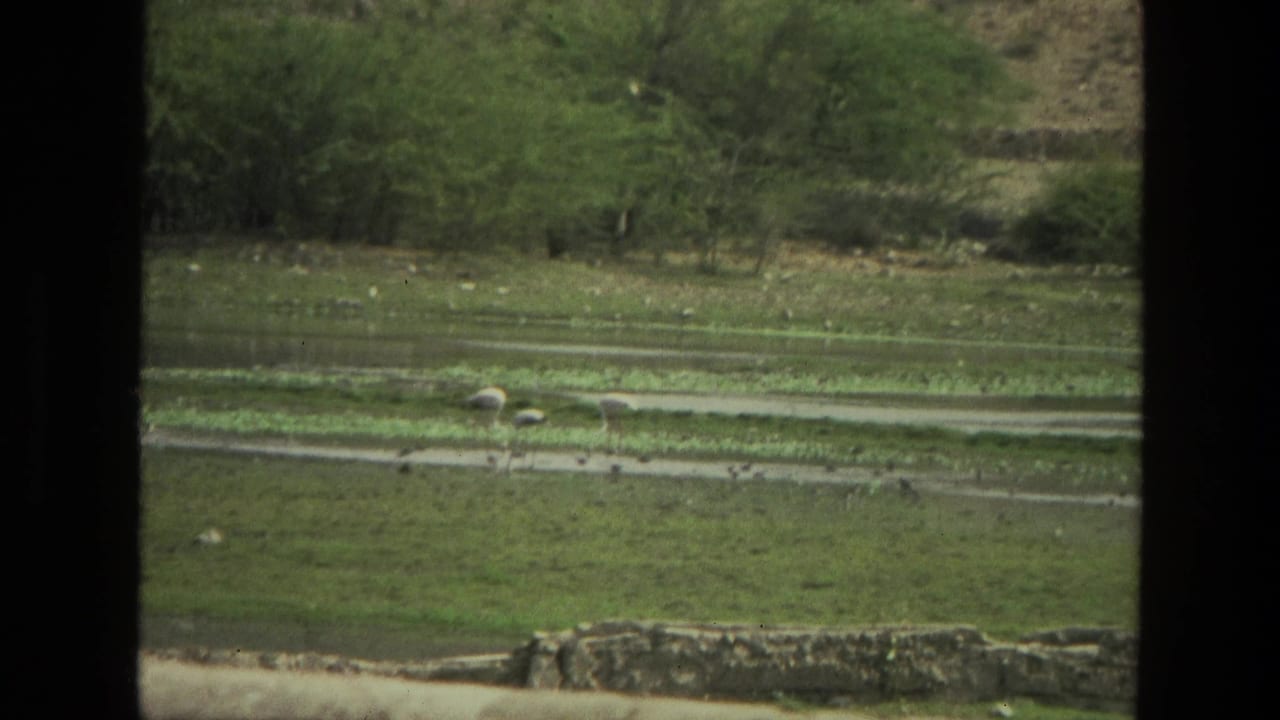 1974 India 8mm frame showing birds in a shallow wet area with greenery behind, seen through heavy gate borders.
