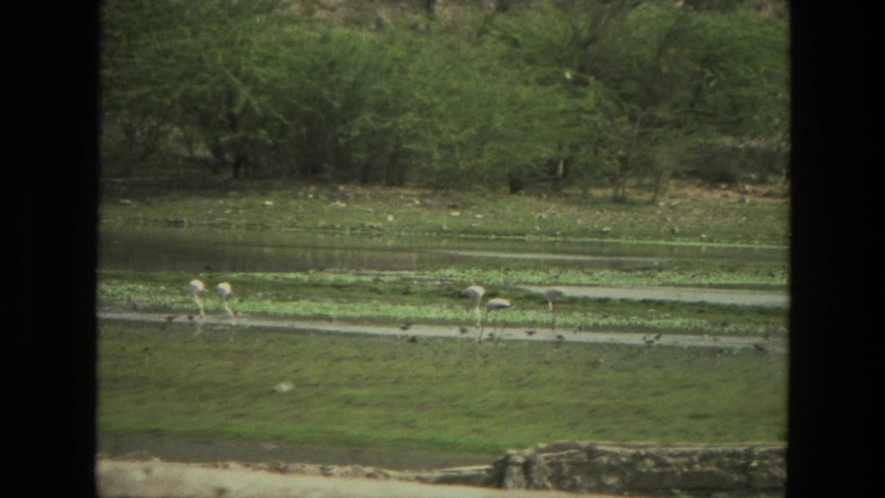 1974 India 8mm frame with birds in shallow water near green vegetation, partially masked by the film gate.