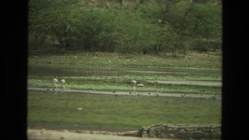1974 India 8mm frame with birds in shallow water near green vegetation, partially masked by the film gate.