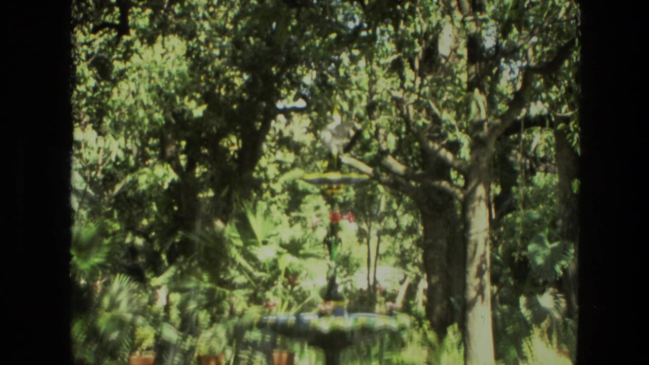 Sunlit leafy tree with a pale white object caught among branches.