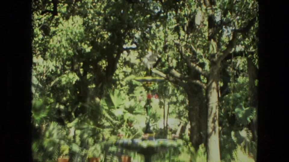 1974 India 8mm frame showing dense green foliage, tree branches, and a pale windblown object in bright sunlight.