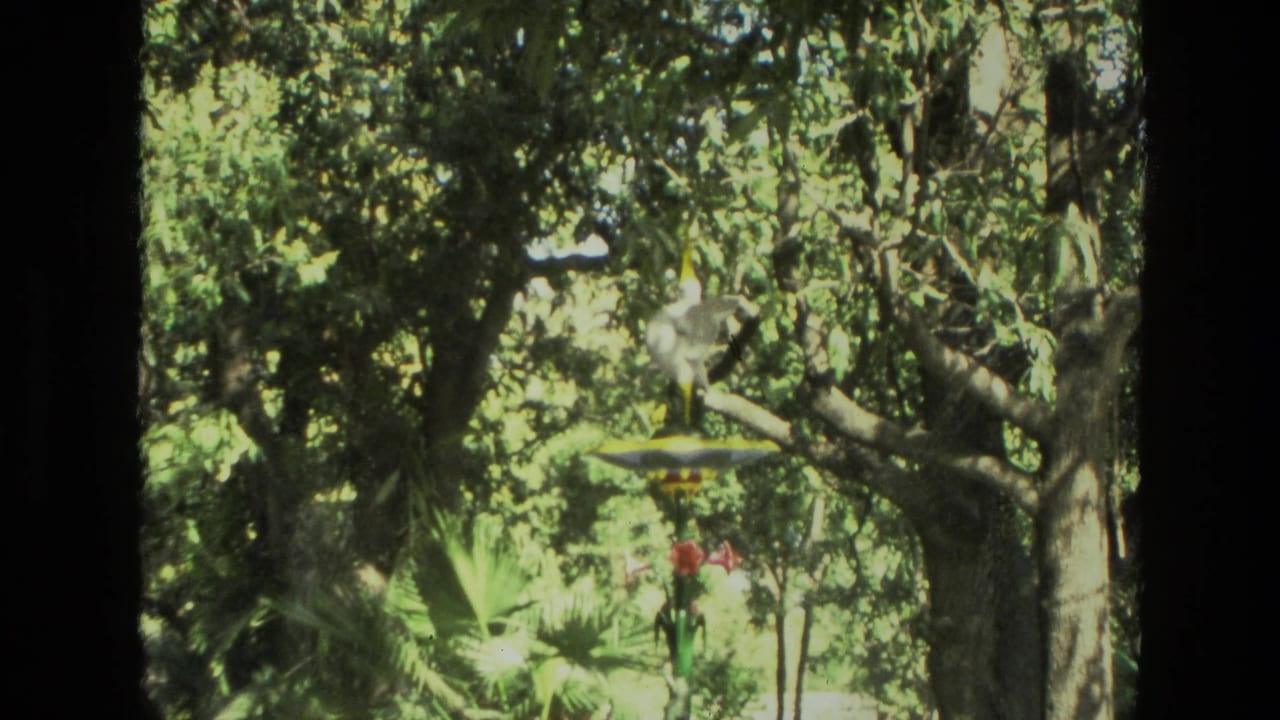 1974 India home-movie frame with a pale object in a leafy tree, surrounded by bright foliage and dark branch shapes.