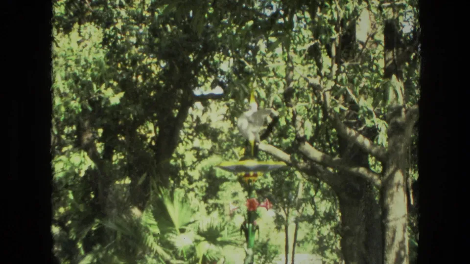 1974 India home-movie frame with a pale object in a leafy tree, surrounded by bright foliage and dark branch shapes.