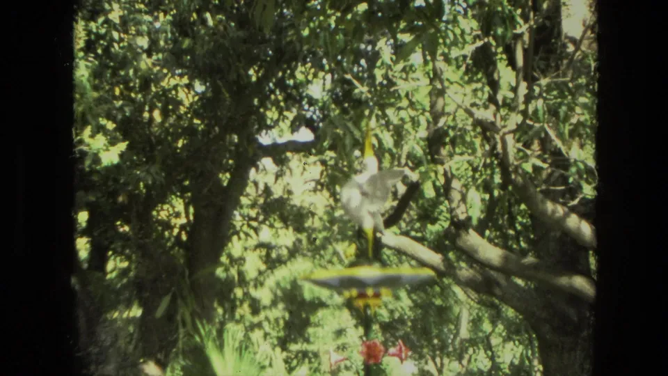1974 India 8mm frame showing a white object in branches above palm-like greenery and mottled sunlight.