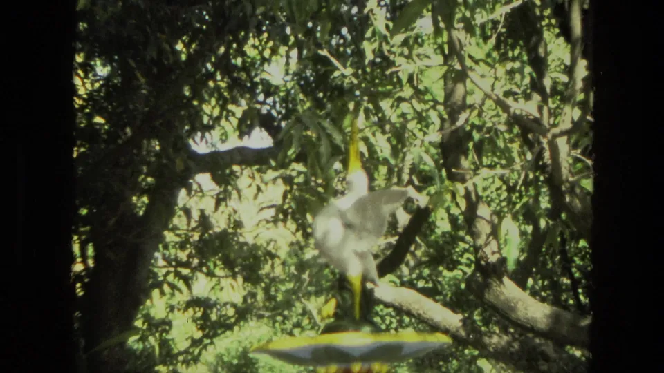 1974 India 8mm frame with a pale white object near a large branch, surrounded by dense sunlit green foliage.