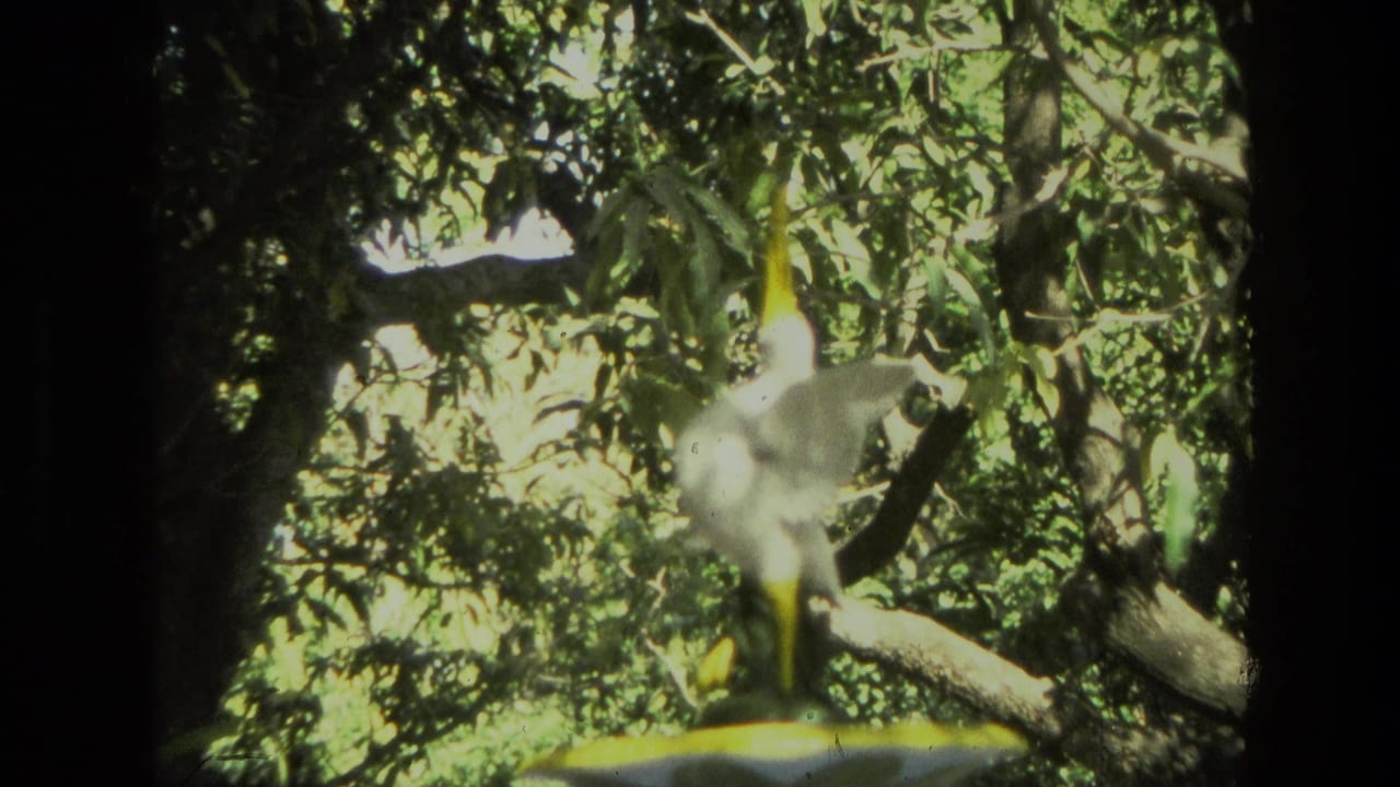 White flower or sculpture partly hidden among leafy tree branches.