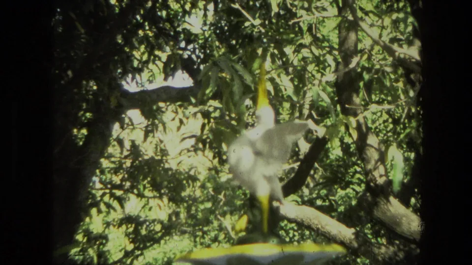 1974 India 8mm frame showing a pale flower or garden detail amid dense green foliage and tree branches.