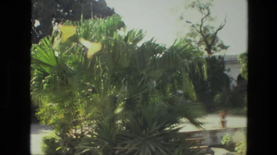 1974 India garden frame showing dense palm foliage, yellow flowers, sunlit paving, and partial white arched architecture.