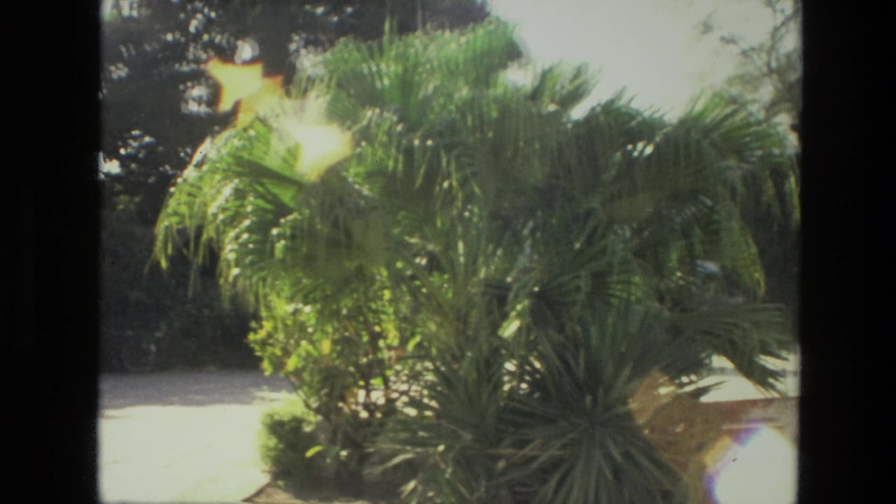 Sunlit palms and shrubs beside a pale stone courtyard with dark trees behind.