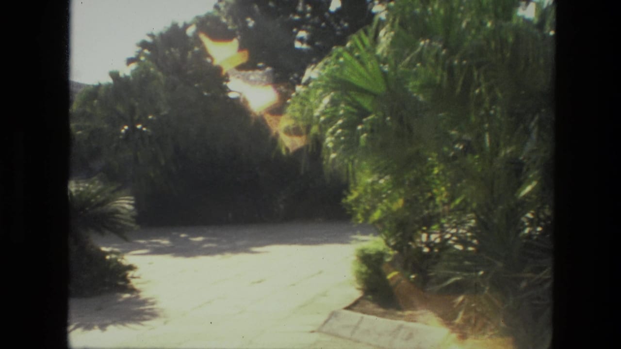 Bright courtyard path bordered by palms, shrubs, and deep shade from surrounding trees.