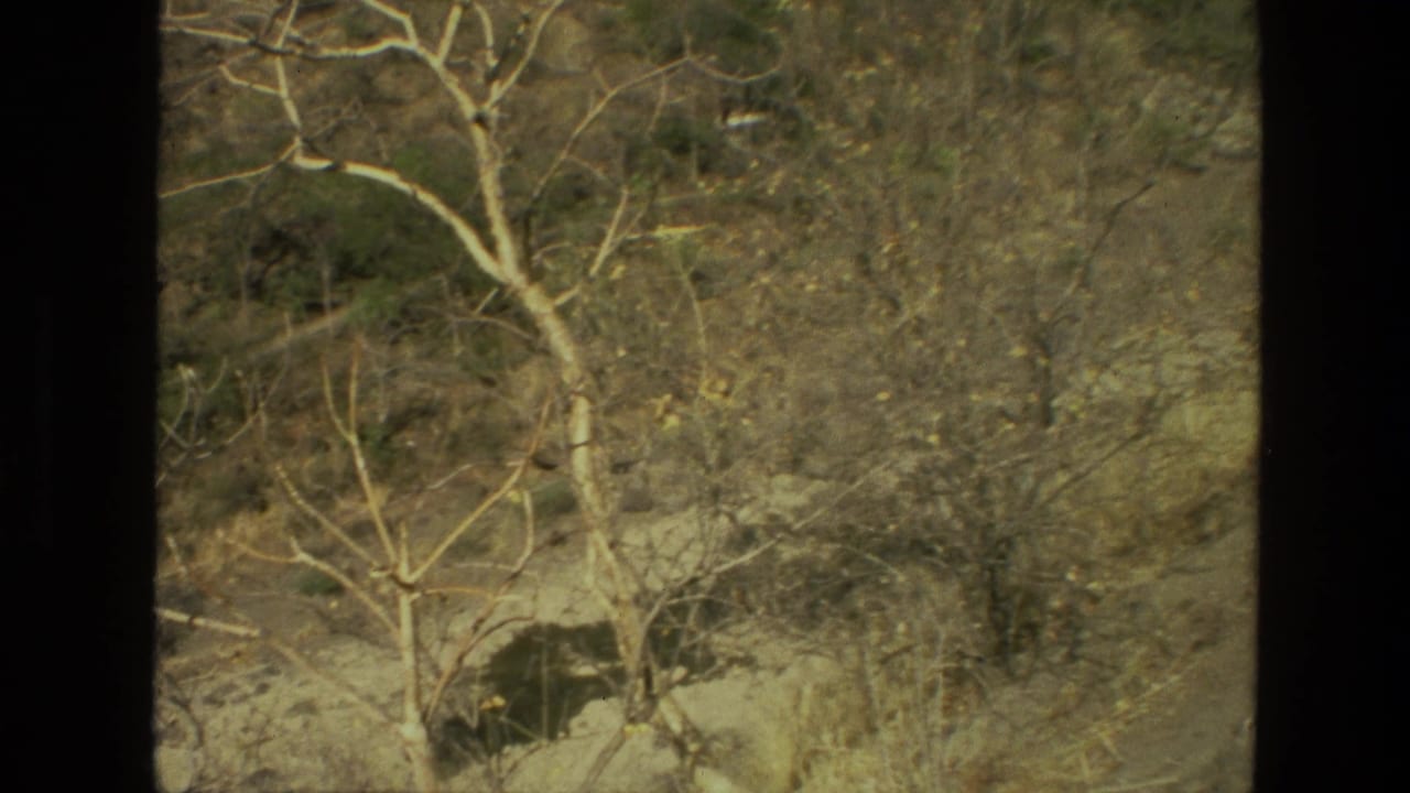 Dry hillside with leafless trees, scrub, dusty ground, and scattered rocks.