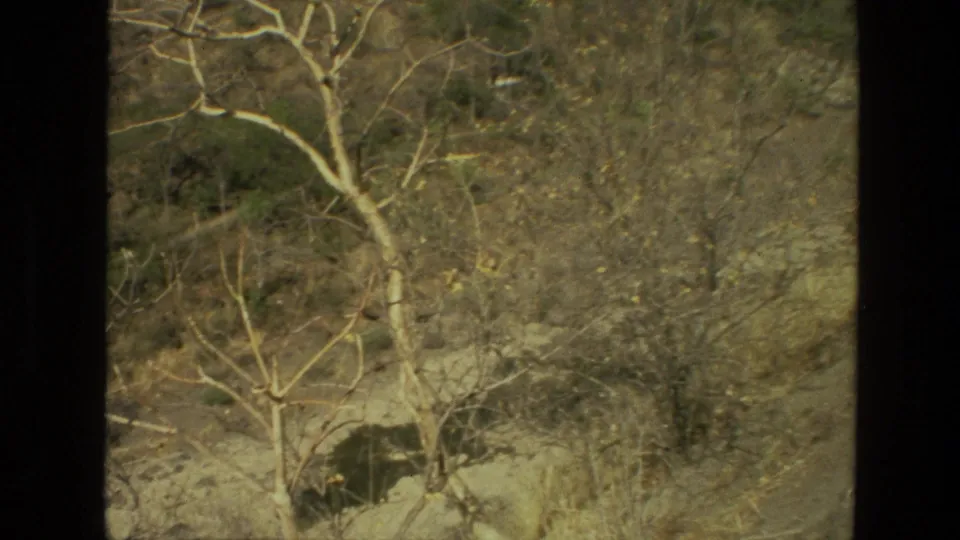 1974 8mm home-movie frame from India showing bare trees on a dry, rocky hillside under warm hazy light.