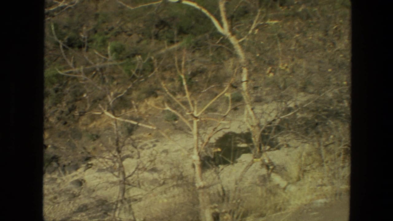 Sparse hillside with pale tree trunks, dry brush, rocks, and uneven dusty ground.