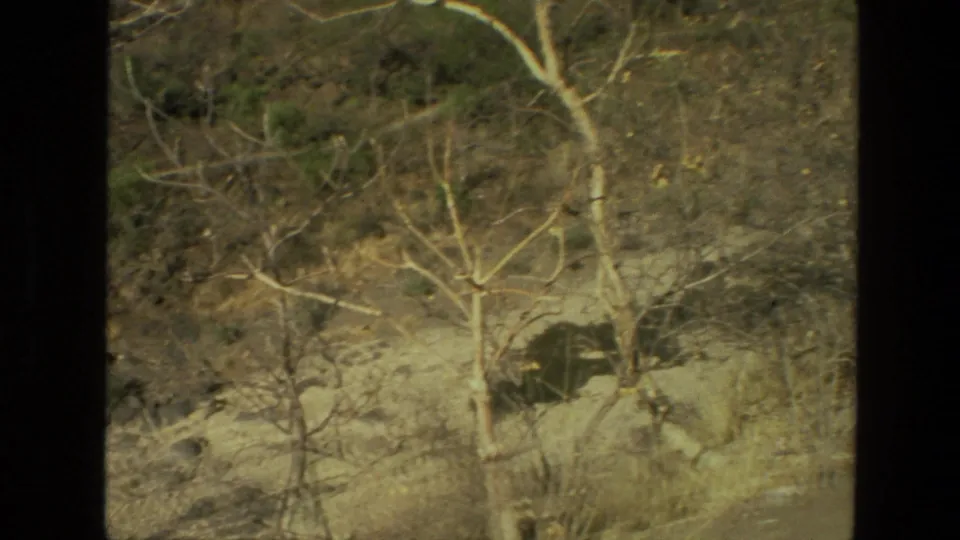 Dry Indian hillside in 1974 home-movie footage, with pale leafless trees and scrub vegetation across rocky terrain.