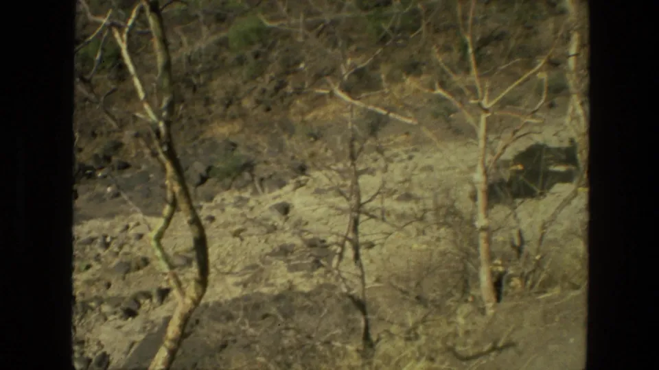 1974 8mm frame from India showing bare trees and scattered stones on a dry hillside landscape.
