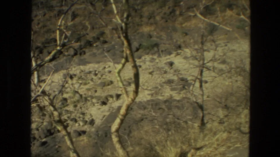 Final 1974 India home-movie frame showing thin leafless trees and scrub across dry, rocky hillside terrain.
