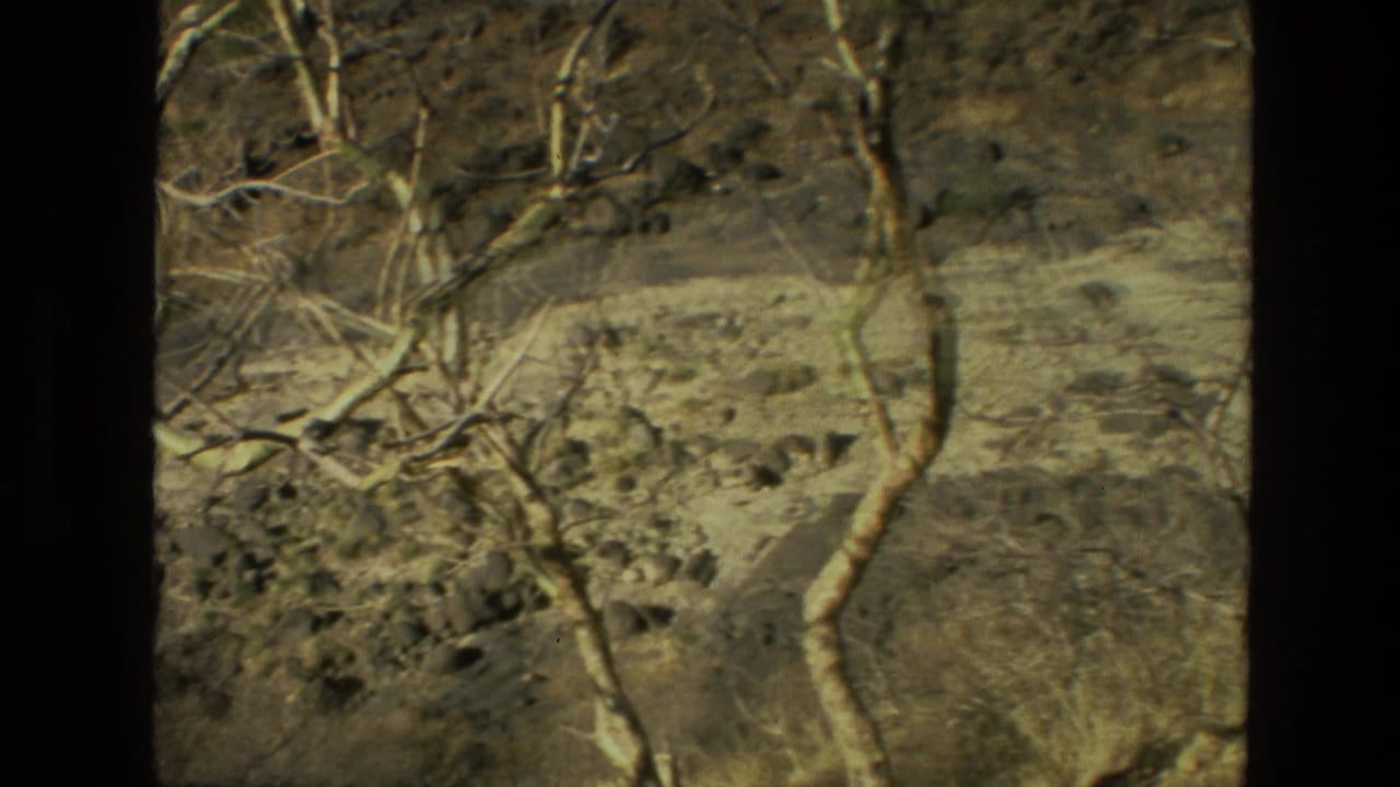 Bare tree branches over rocky, dry forest terrain with dark film-frame edges.