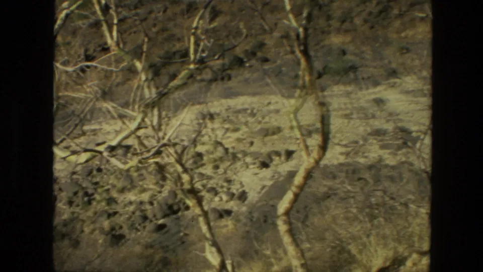 1974 8mm footage from India appears to show bare branches and rocky woodland ground seen through a handheld frame.