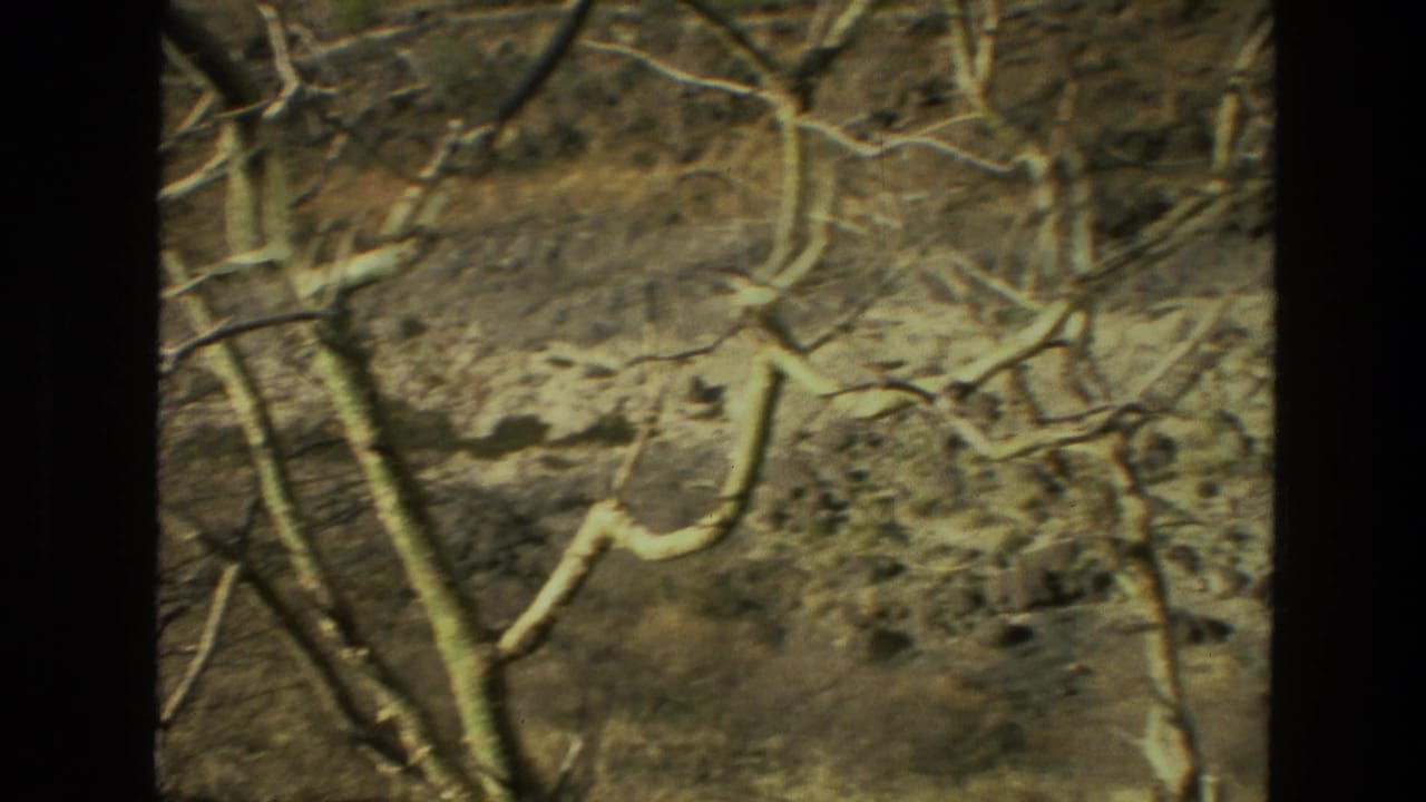 Handheld 8mm view of an Indian forest slope with pale branches crossing rocky, dry ground.