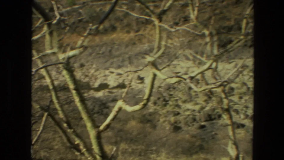Handheld 8mm view of an Indian forest slope with pale branches crossing rocky, dry ground.
