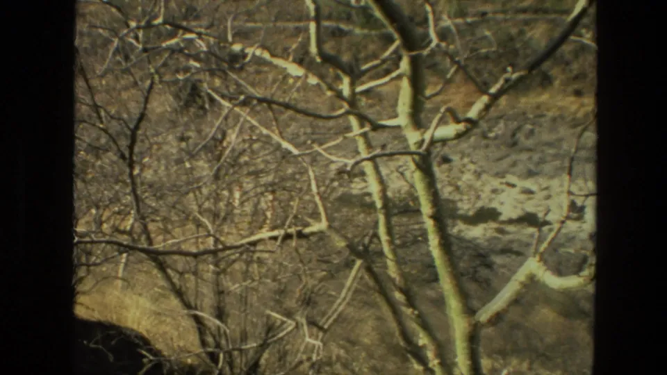 1974 India home-movie frame showing tangled bare branches, pale trunks, and rocky woodland terrain.