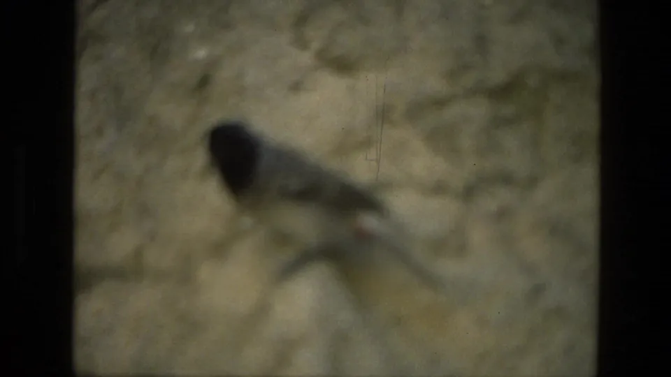 Soft 8mm frame from India showing a small black-grey bird resting on rocky ground, partly blurred by focus and motion.